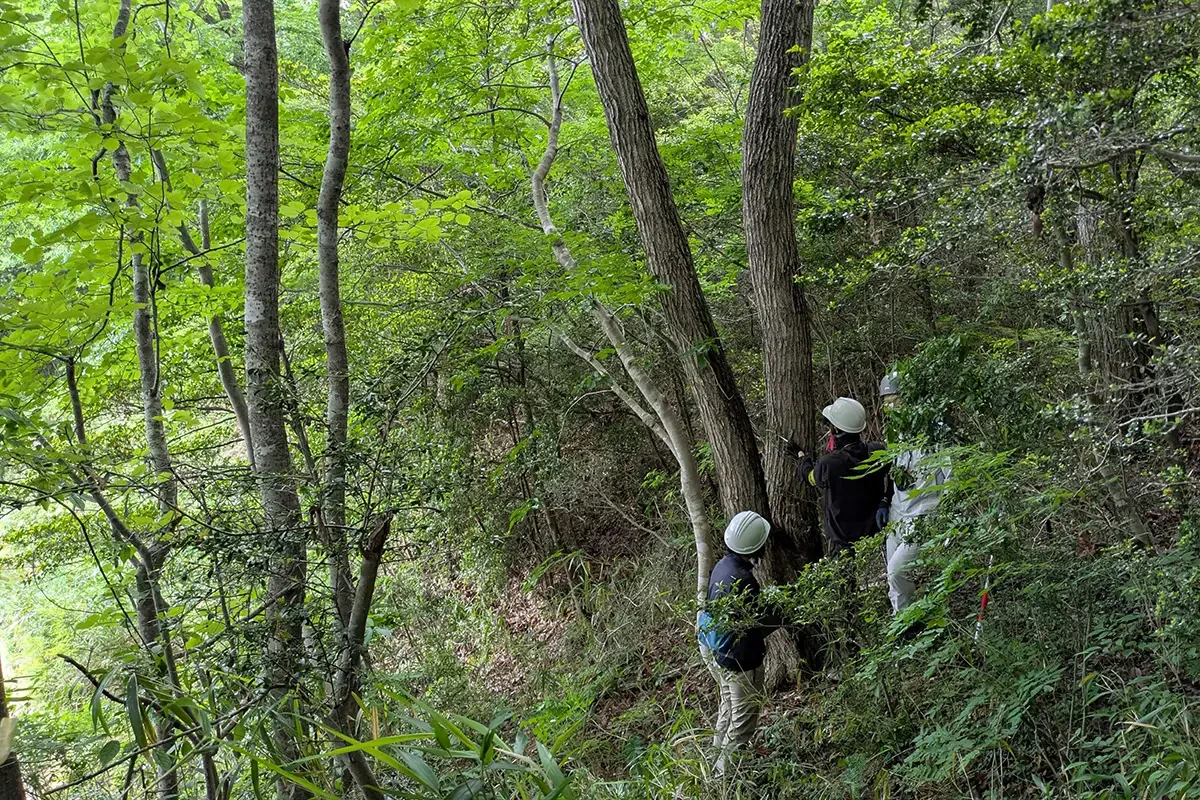 森林調査